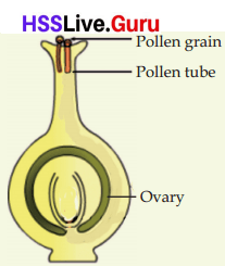 Flowering and Fruiting Class 6 Notes Questions and Answers Basic Science Chapter 4 Kerala Syllabus 22