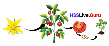 Flowering and Fruiting Class 6 Notes Questions and Answers Basic Science Chapter 4 Kerala Syllabus 5