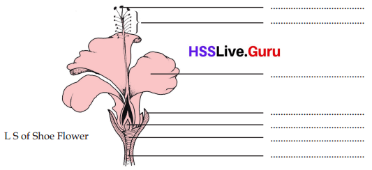 Flowering and Fruiting Class 6 Notes Questions and Answers Basic Science Chapter 4 Kerala Syllabus 6