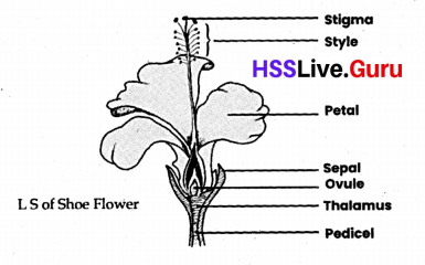 Flowering and Fruiting Class 6 Notes Questions and Answers Basic Science Chapter 4 Kerala Syllabus 7