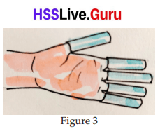 Let's Stand Straight Class 6 Notes Questions and Answers Basic Science Chapter 3 Kerala Syllabus 12