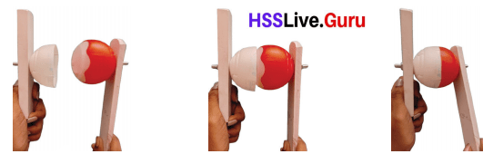 Let's Stand Straight Class 6 Notes Questions and Answers Basic Science Chapter 3 Kerala Syllabus 17