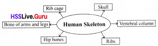 Let's Stand Straight Class 6 Notes Questions and Answers Basic Science Chapter 3 Kerala Syllabus 29