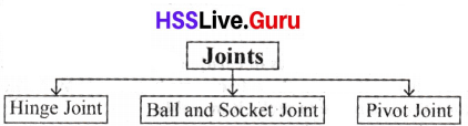 Let's Stand Straight Class 6 Notes Questions and Answers Basic Science Chapter 3 Kerala Syllabus 34
