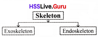 Let's Stand Straight Class 6 Notes Questions and Answers Basic Science Chapter 3 Kerala Syllabus 36