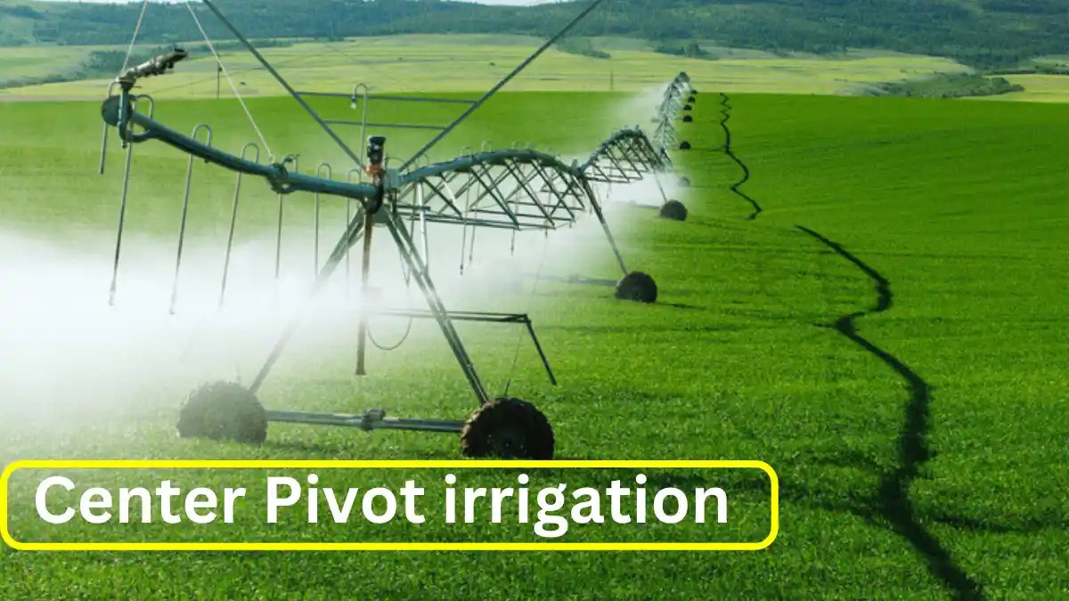 Home Center pivot irrigation system in the green farm
