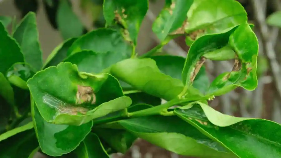 Why Are My Lemon Tree Leaves Curling? Causes of lemon tree leaves curling