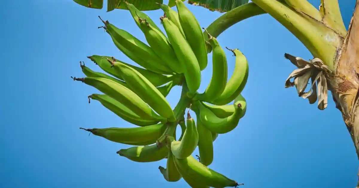 Longest banana on the tree