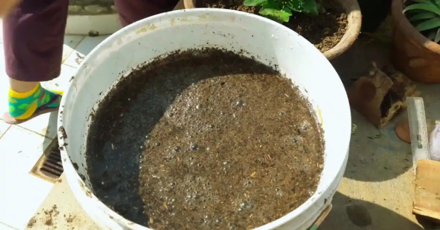 Compost Tea in white bucket