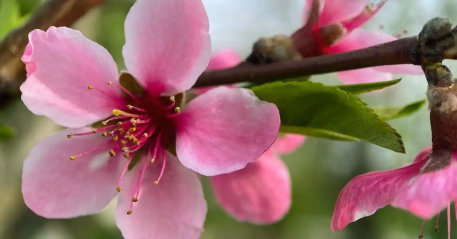 Peach flower bloom