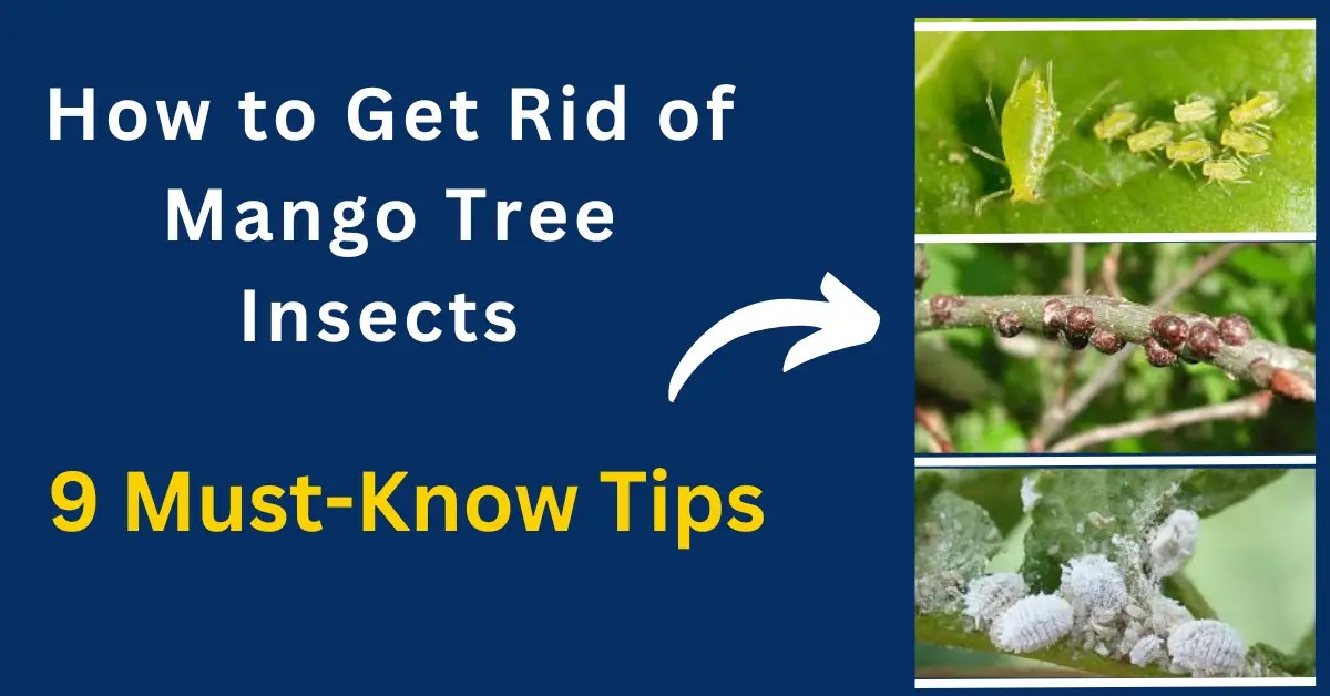 Home How to Get Rid of Mango Tree Insects