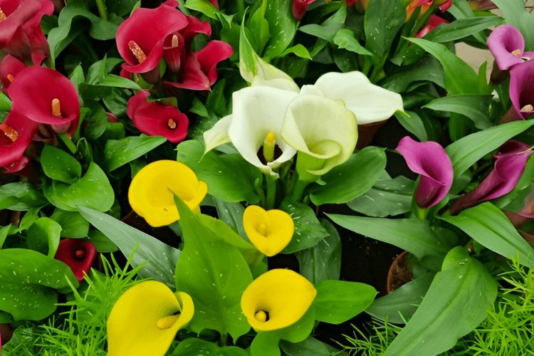 Calla lily blooming