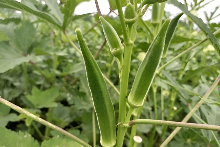 Okra Okra vegetable