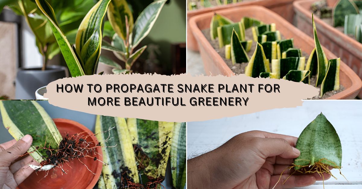 How to Propagate Snake Plant