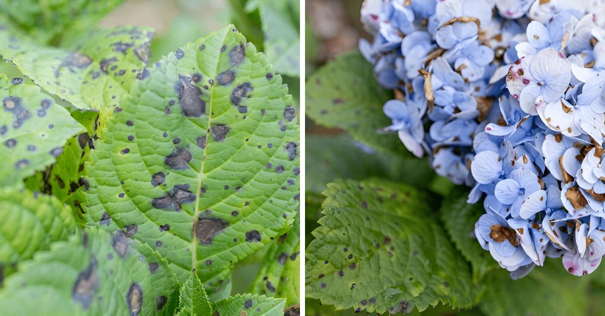 Brown spots on hydrangea