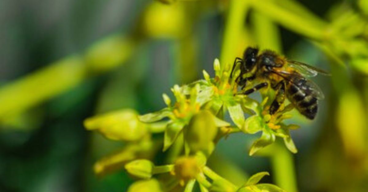 Avocado flower pollination