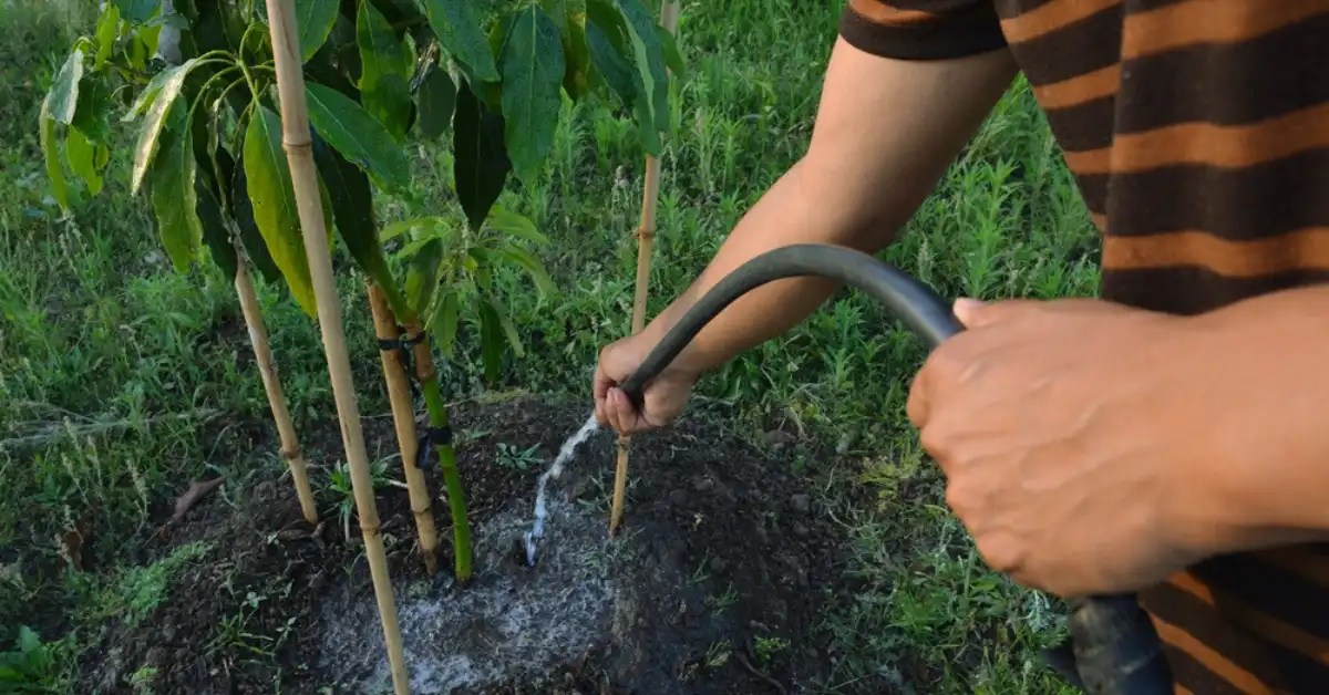 Avocado tree watering 1