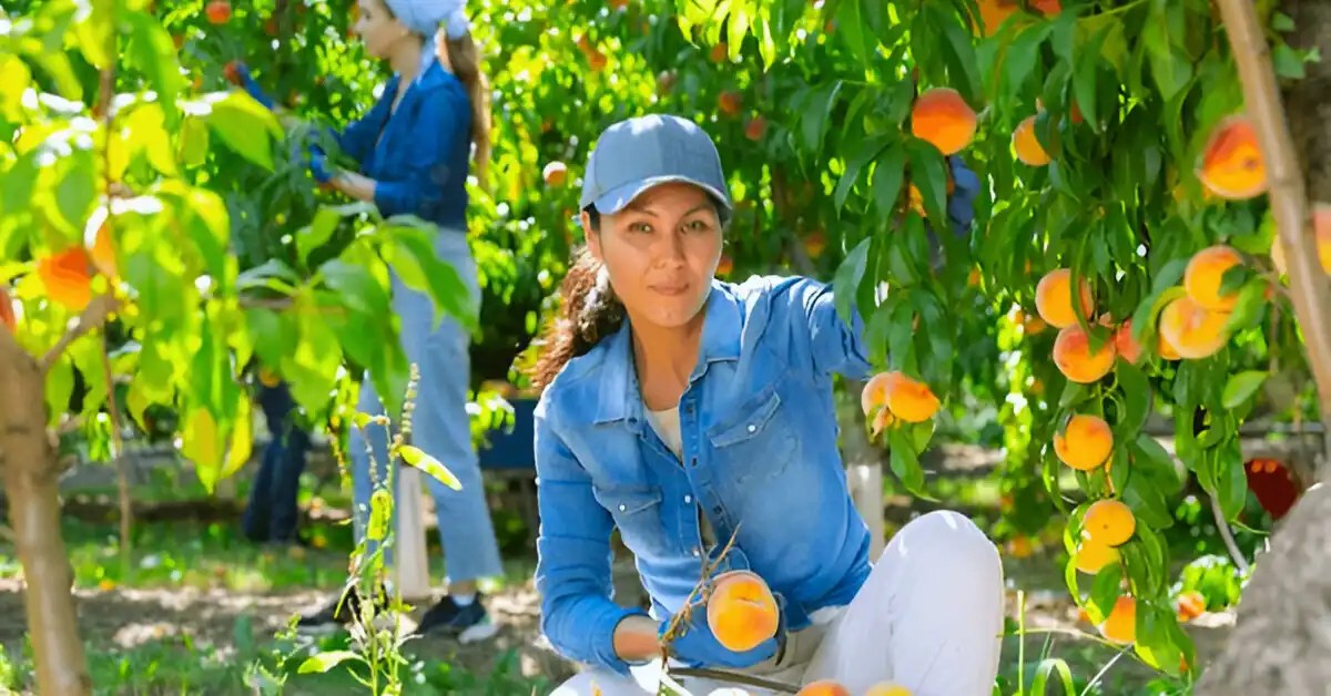 Best time of day to pick peaches