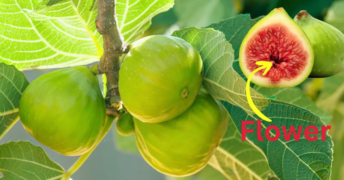 Fig tree flowering