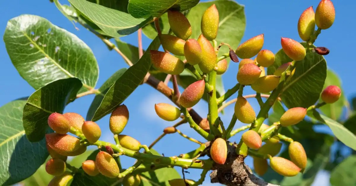 How to grow pistachio