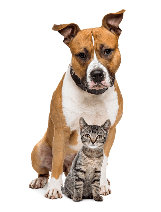 Adopt a pet kitten adoption, cat nyc, pet dogs. Available Animals Humanecny