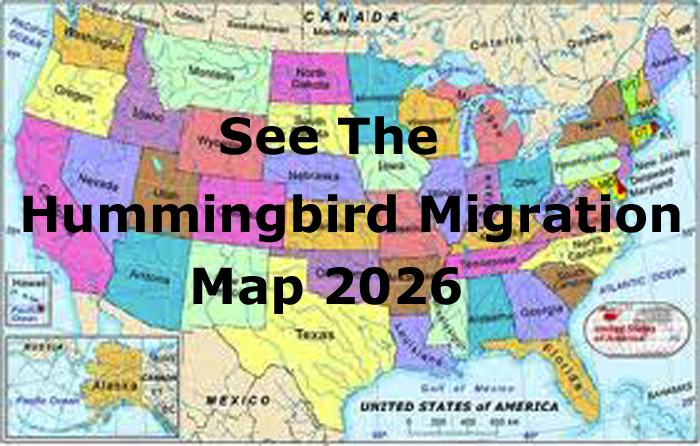 Hummingbird Fall Migration Map 2026 Live Updates Mig US Map Spring 2026 