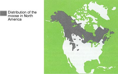 Moose Hinterland Who S Who Map 29 