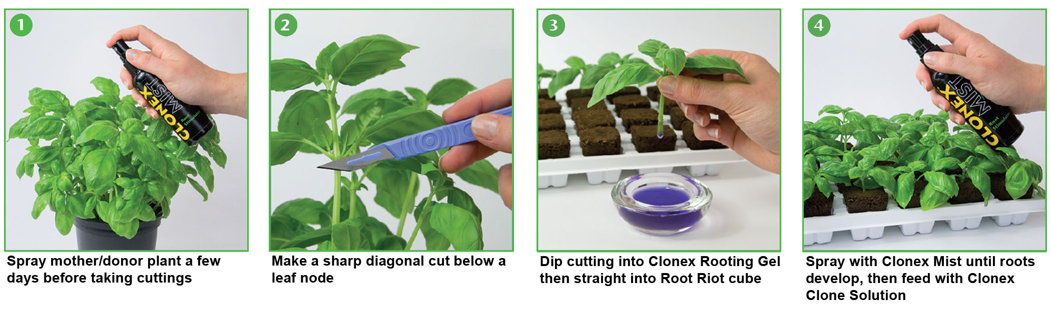Follow these five easy steps to grow enough flowers to fill your house with blooms and learn what grows best where you live. Plant Cloning 101 Taking Cuttings How To Take A Plant Cutting Series