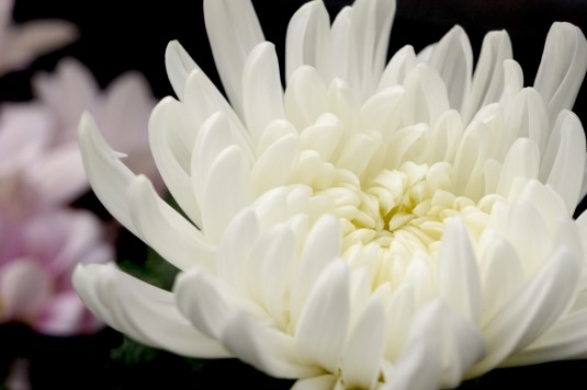 お供えの気になることq A 花だより お供えの気になることq A 花だより