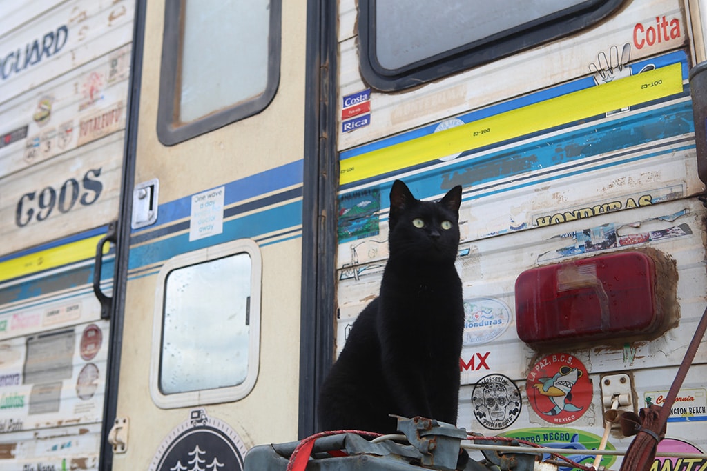 Becka, black romanian cat