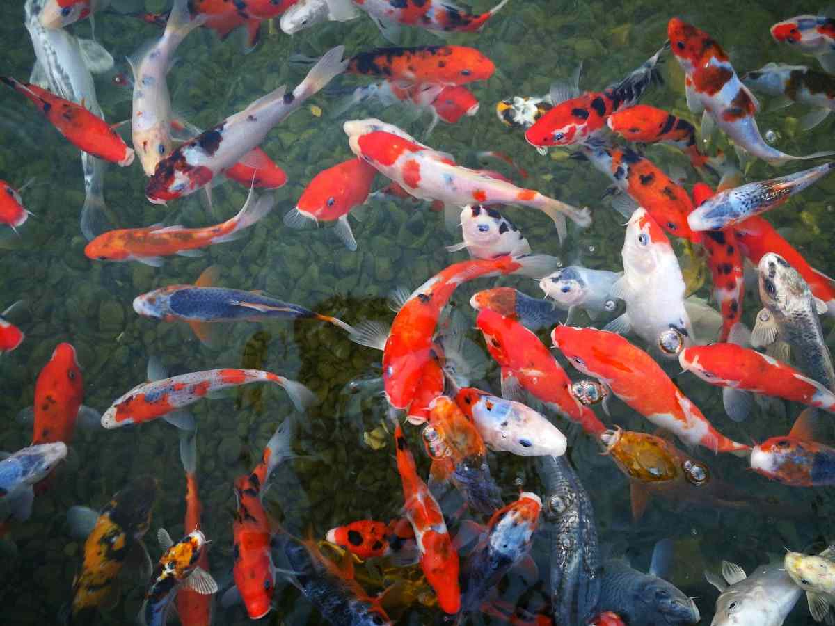 Business News Wealth Invest How Global Investors View The Indian Stock Market 03 Invest In Mutual Fun Aquarium Architecture Zoo Architecture Zoo Design Business News Wealth Invest How Global Investors View The Indian Stock Market 03 Invest In Mutual Fun Aquarium Architecture Zoo Architecture Zoo Design