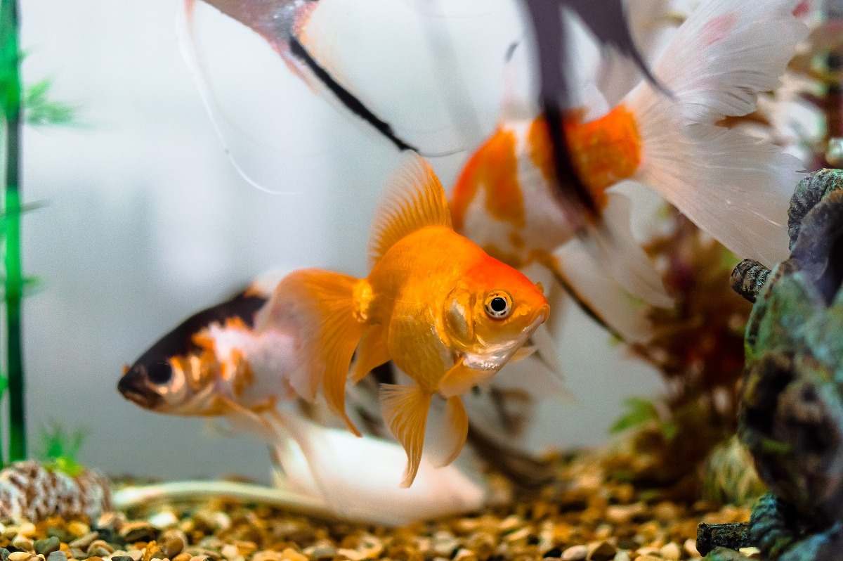How To Make Money From A Fish Aquarium Business Idea2makemoney How To Make Money From A Fish Aquarium Business Idea2makemoney