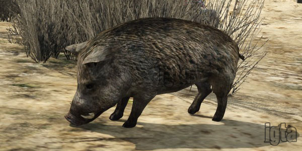 GTA 5 Animals Wildboar2 
