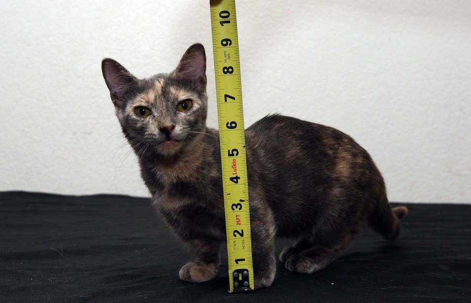 World's smallest cat ever iz set to be a superstar!