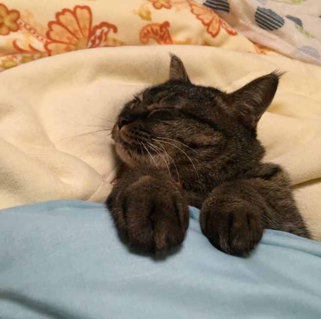 Gratis Unduh Gambar 10 Foto Kucing Ini Menggambarkan Perjuanganmu Pada Saat Harus Terbaru by www.lampunghits.com