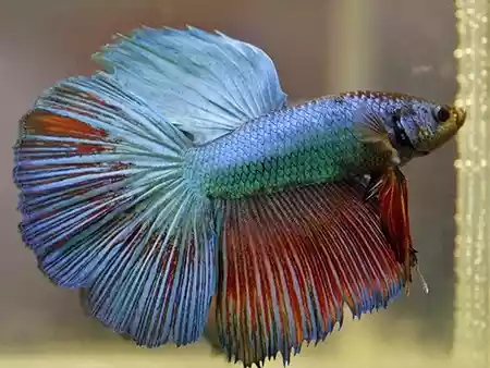 15 cara mengatasi ikan cupang stres paling ampuh