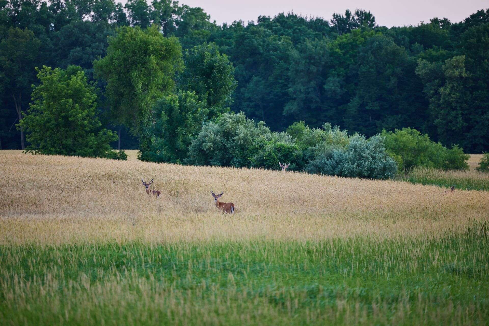 Conservation vs preservation: what hunters should know