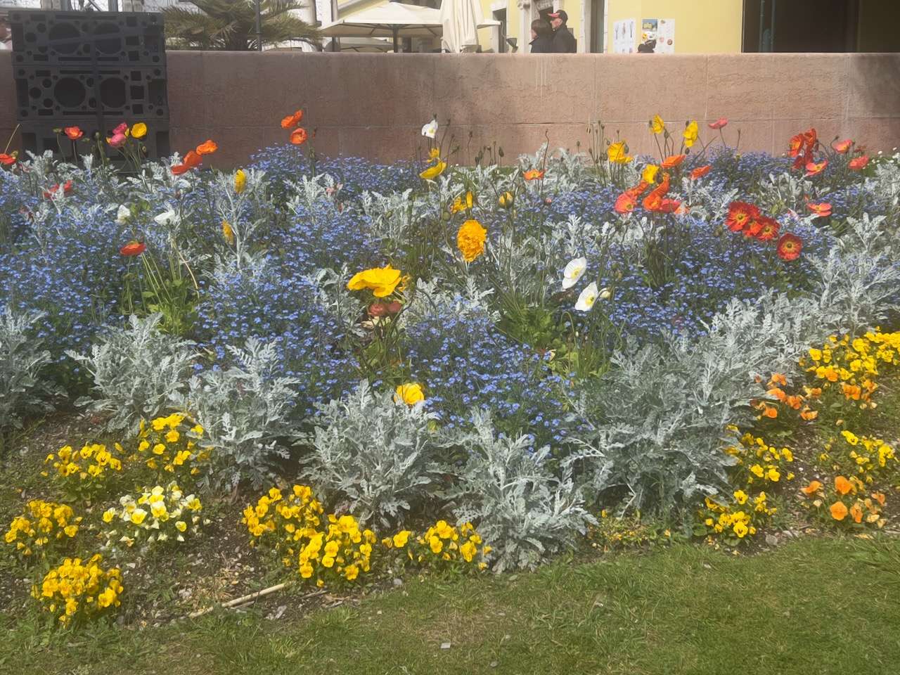 Fiori di campo colorati dentro un'aiuola urbana delimitata da un muro