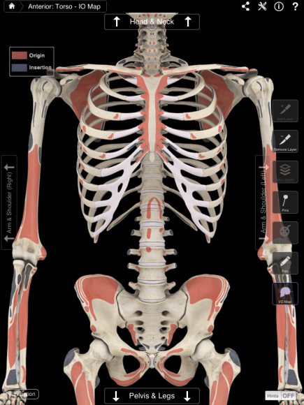 13.08.2019 · skeletal muscle, in states such as exercise, injury, inactivity or disease, is replete with infiltrating immune cells (e.g., macrophages, pillon & krook, 2017), and circulating immune factors (cytokines and adipokines derived from muscle fat depots—intermyocellular and perimuscular adipose tissue; Muscle System Iii Is An Impressive Update To 3d4medical Nova App
