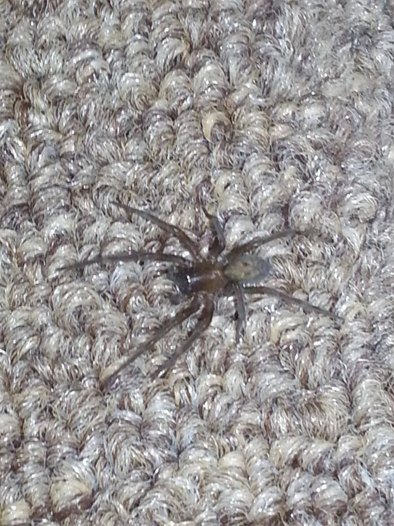 Chicago R Whatsthisbug - Artistic Mobile Mountain Patterns | Free Download