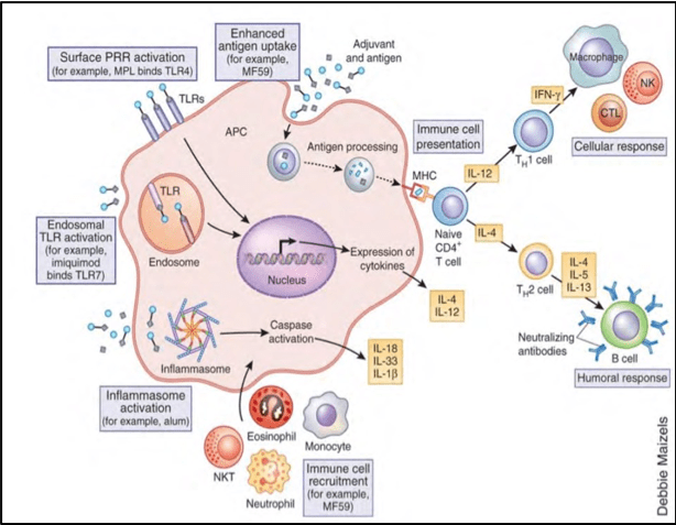 Main aspects of the developing immune system in regards to vertical hiv infection are summarized. Ida Highlights Innate Signatures Of Hiv Vaccines Immunopaedia