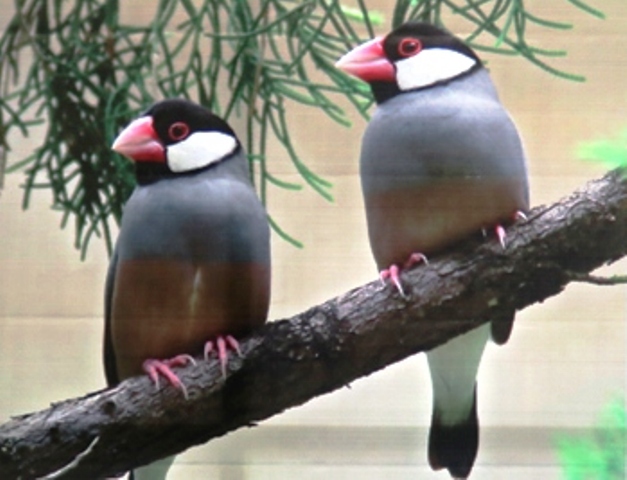 Populasi Liar Burung Gelatik Di Hotel Melia Purosani Yogyakarta Meningkat  Jumlahnya