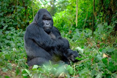Conservation : déclin continu chez les animaux sauvages