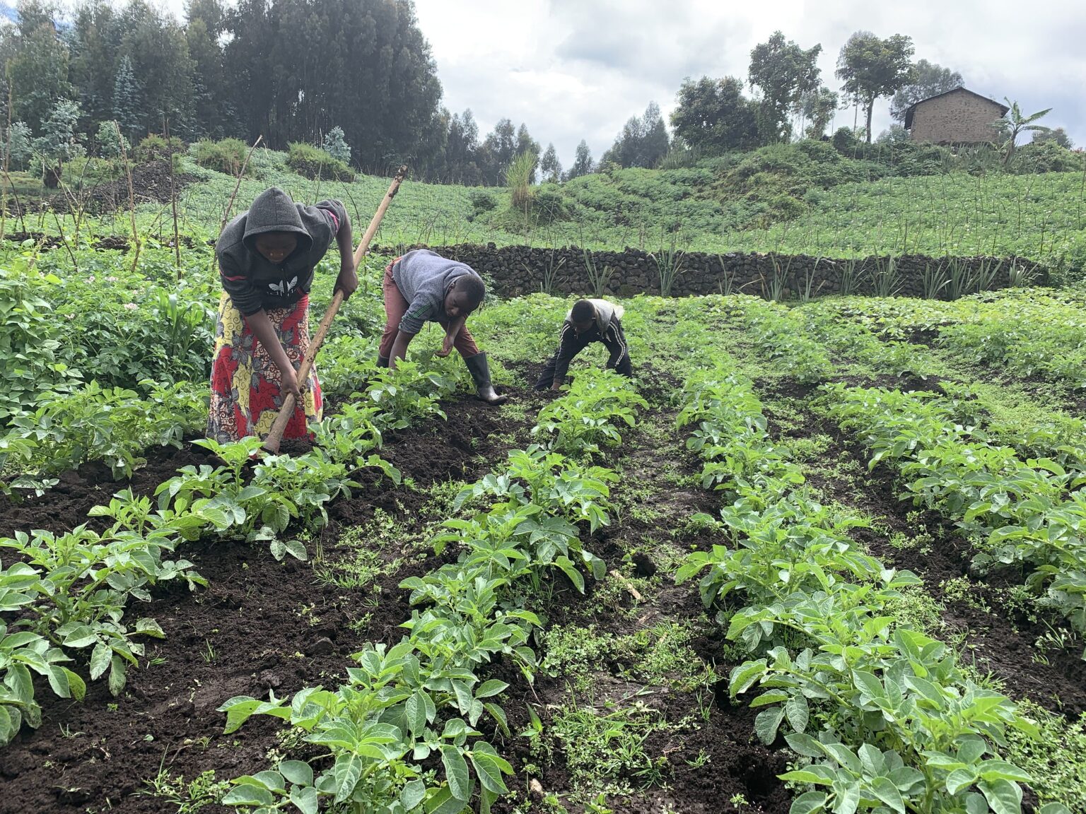 RWANDA is testing digital platforms to get  small farmers loans in 48 hours 48