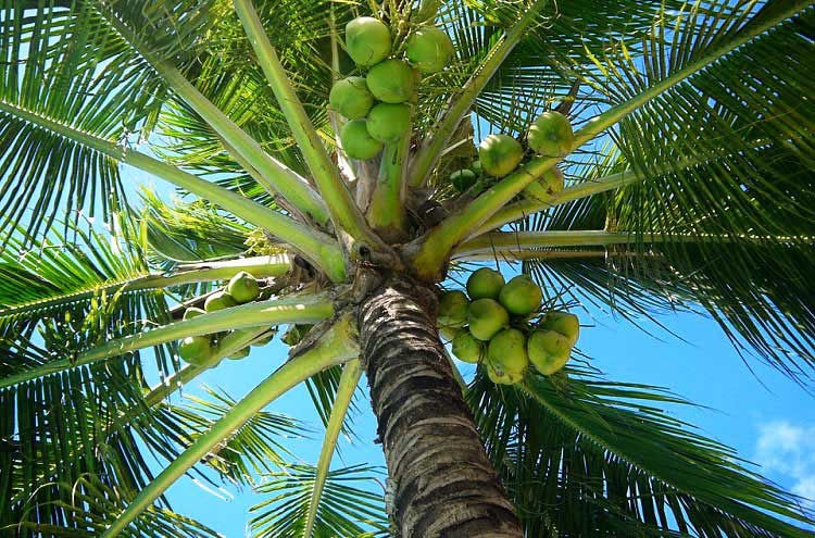 Iloilo sets sight on revival of coconut industry