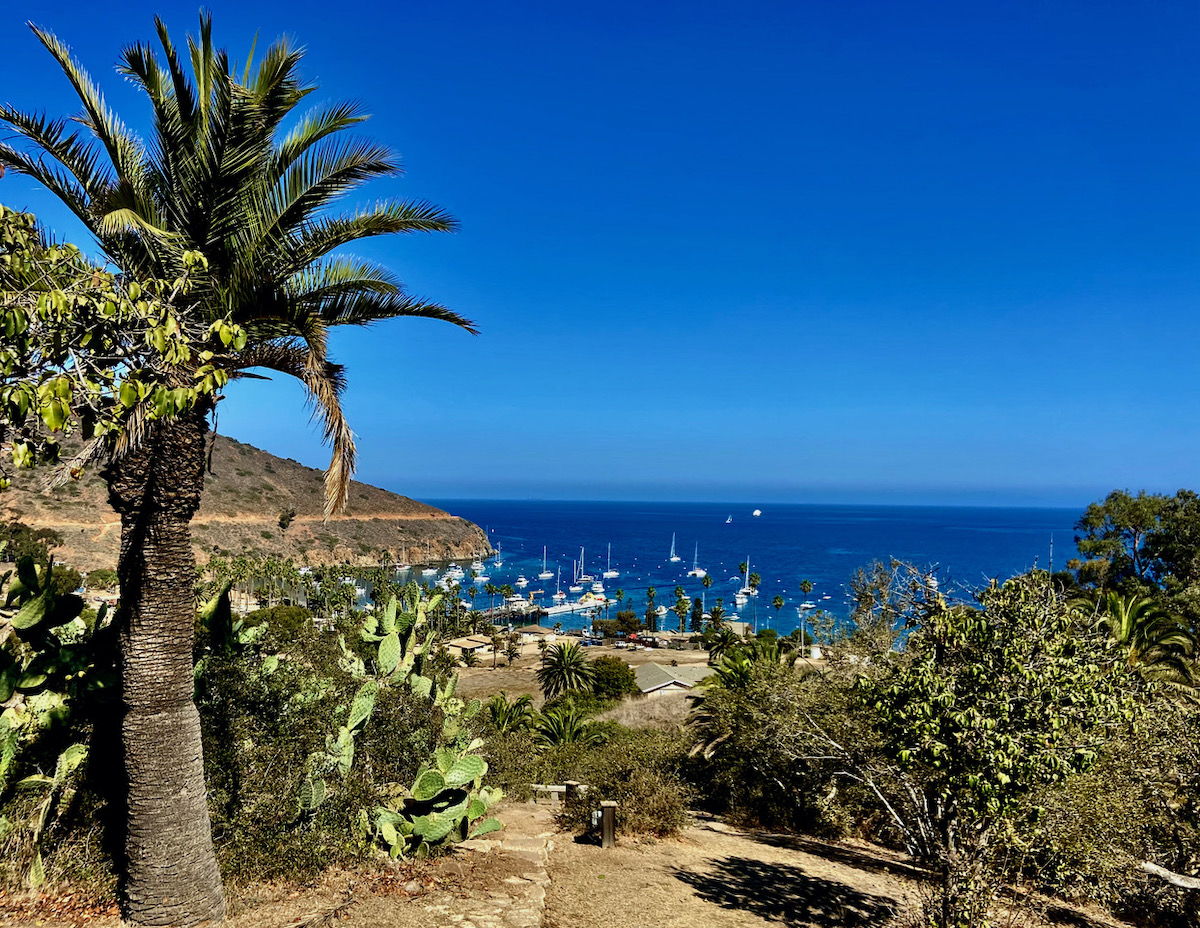 Browse catalina images and find your perfect picture. Happily Whisked Away To Catalina Island The Santa Barbara Independent