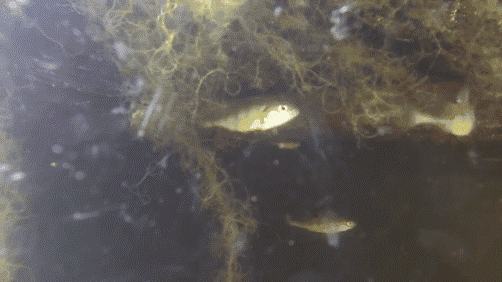 underwater life