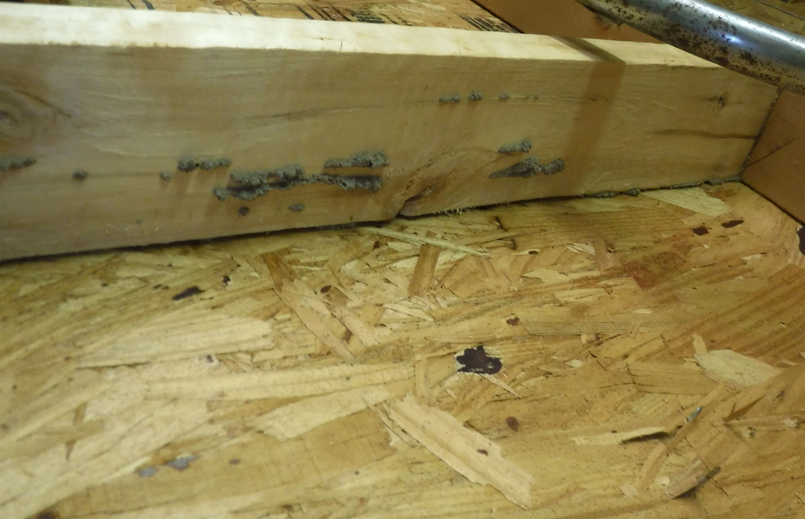 Bugbusters In Action Bugbusters Exterminating - Abstract Wallpapers - High Quality Mobile Collection