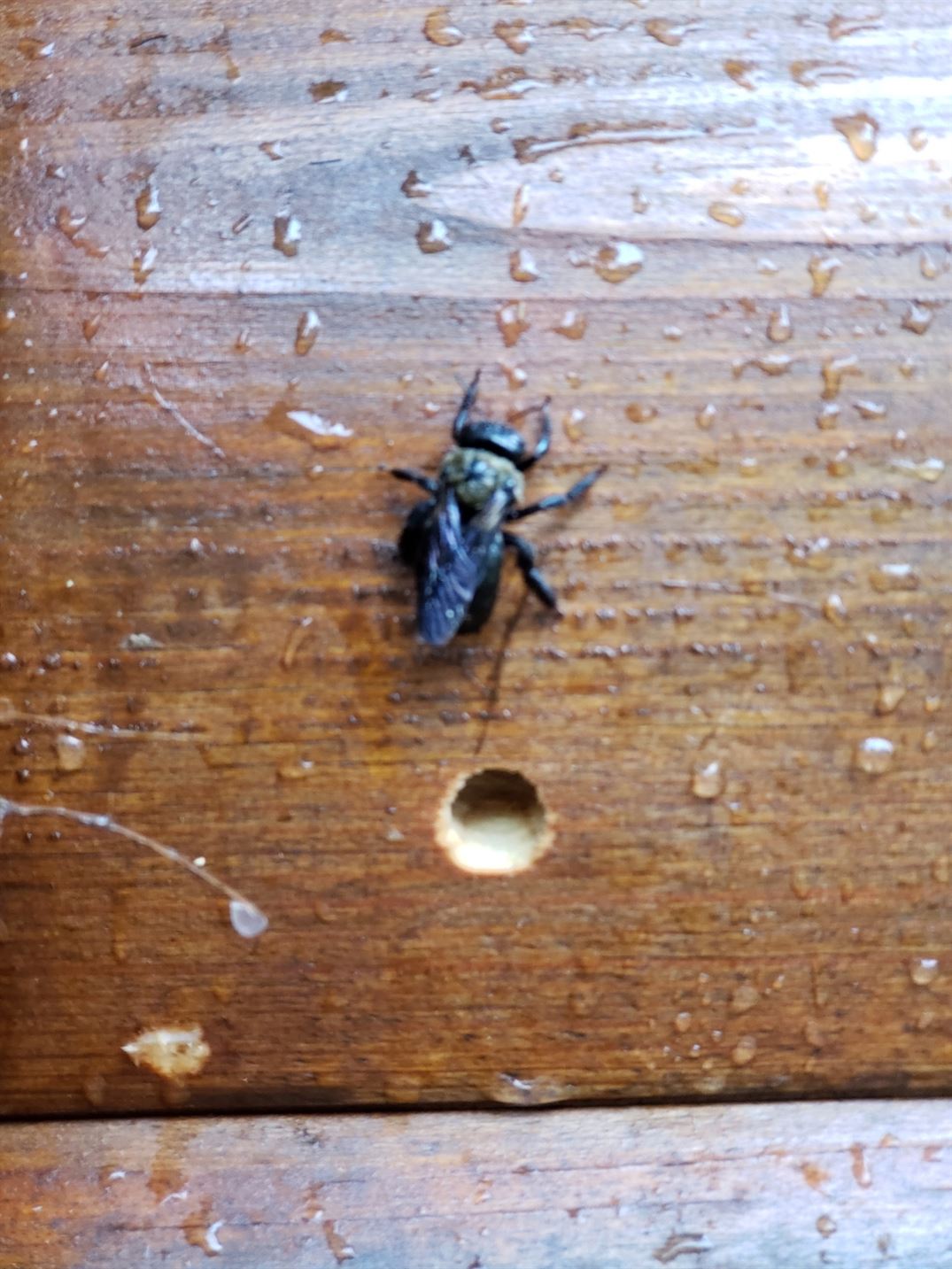 Bugbusters In Action Bugbusters Exterminating - Gorgeous 4K Landscape Illustrations | Free Download