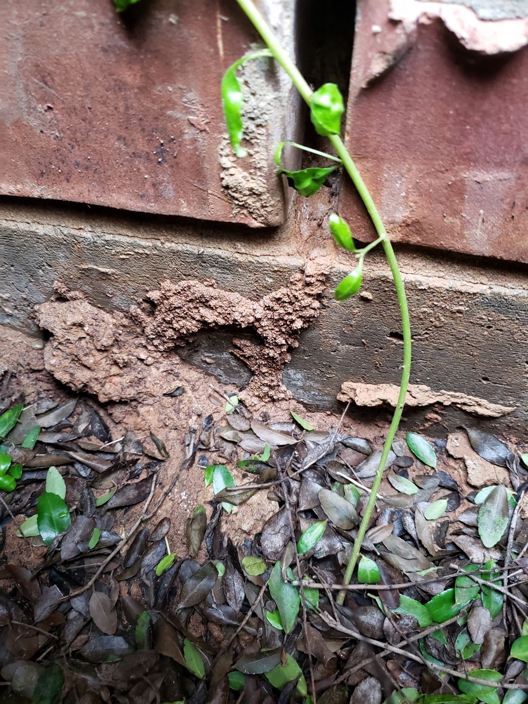 Bugbusters In Action Bugbusters Exterminating - Download Creative Abstract Picture | High Resolution